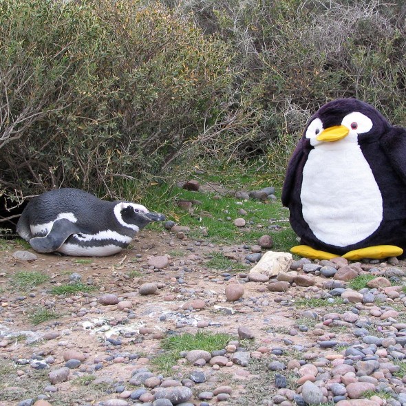 Treffen mit Pinguinen