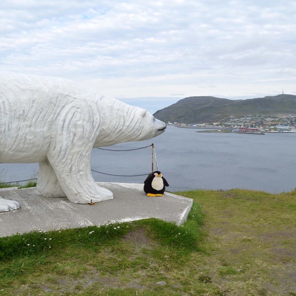 Eisbär in Hammerfest