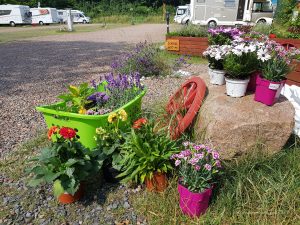 Frische Pflanzen für den Stellplatz