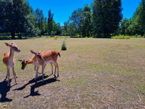 Junge Rehe im Gehege