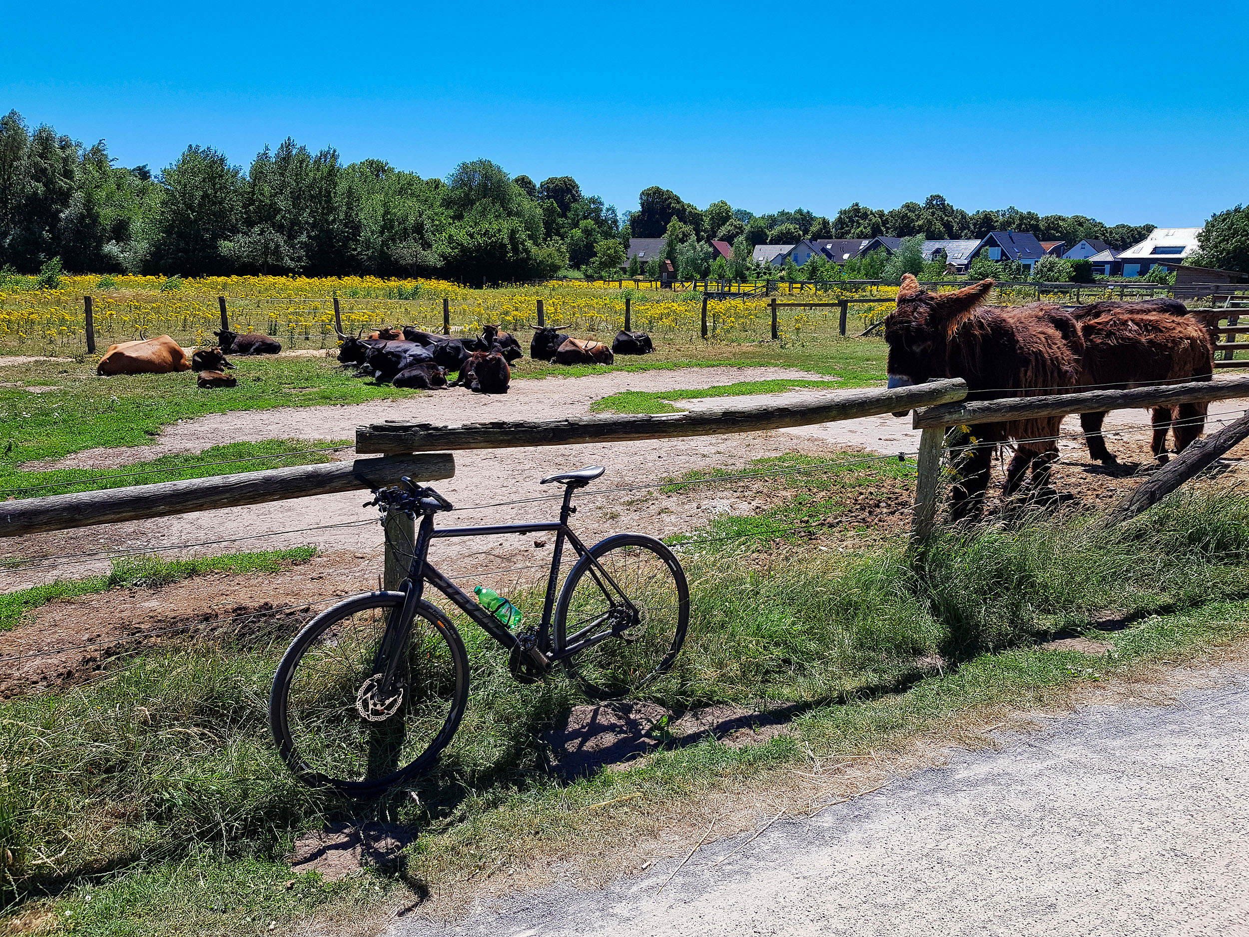 Poitou-Esel und Drahtesel