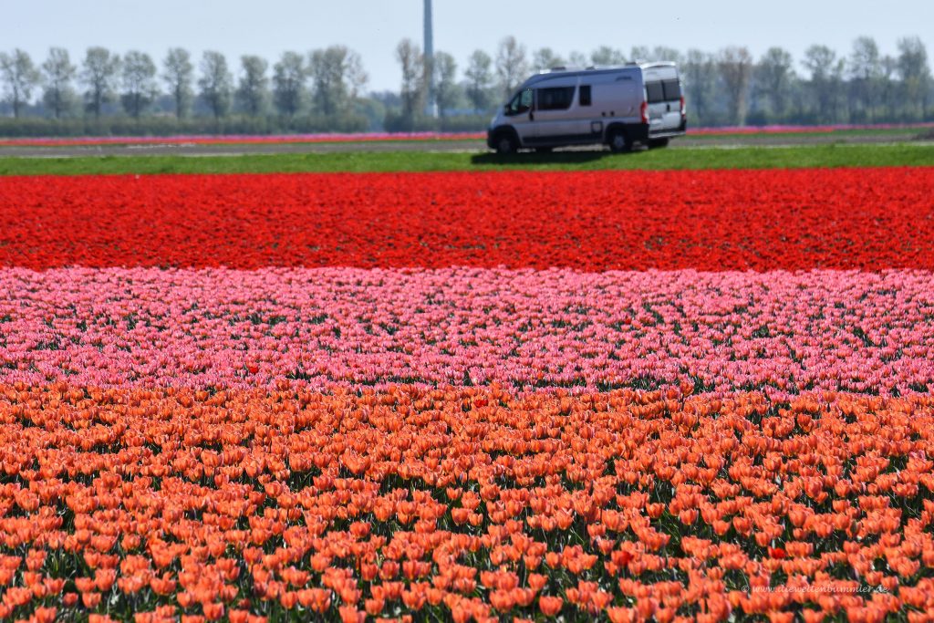 Wohnmobil am Tulpenfeld