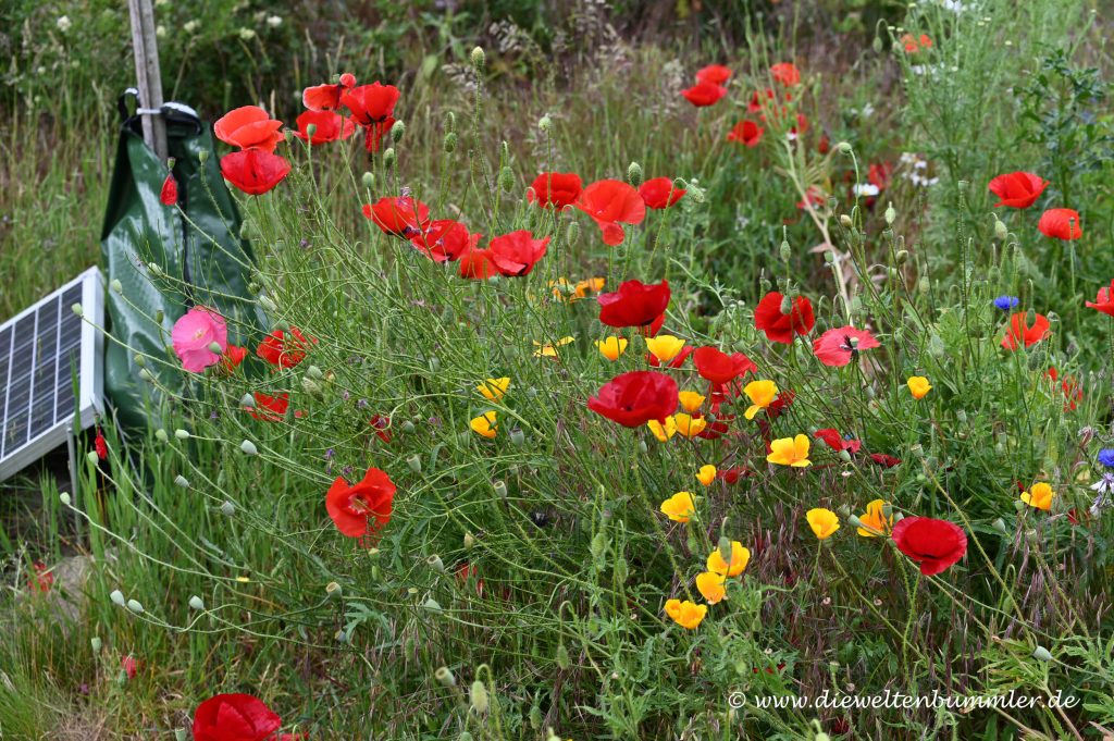 Blumen