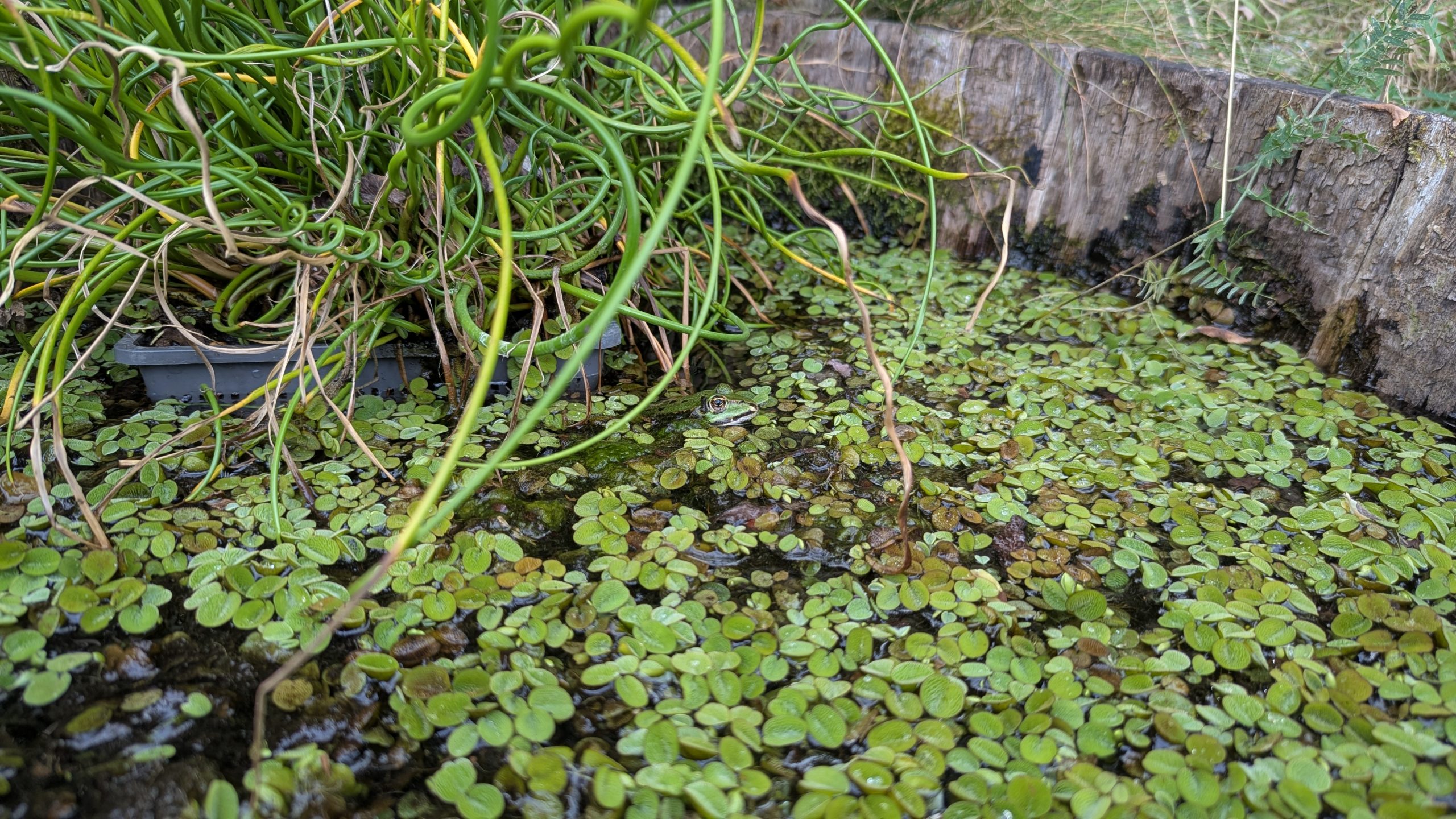 Der Frosch sitzt im Wasser