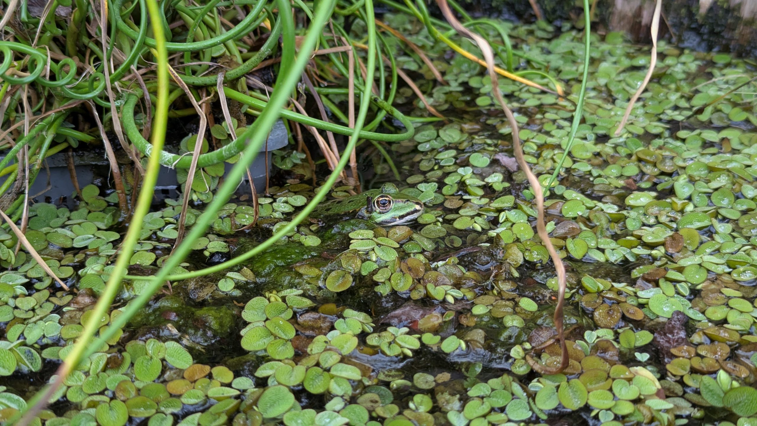 Frosch