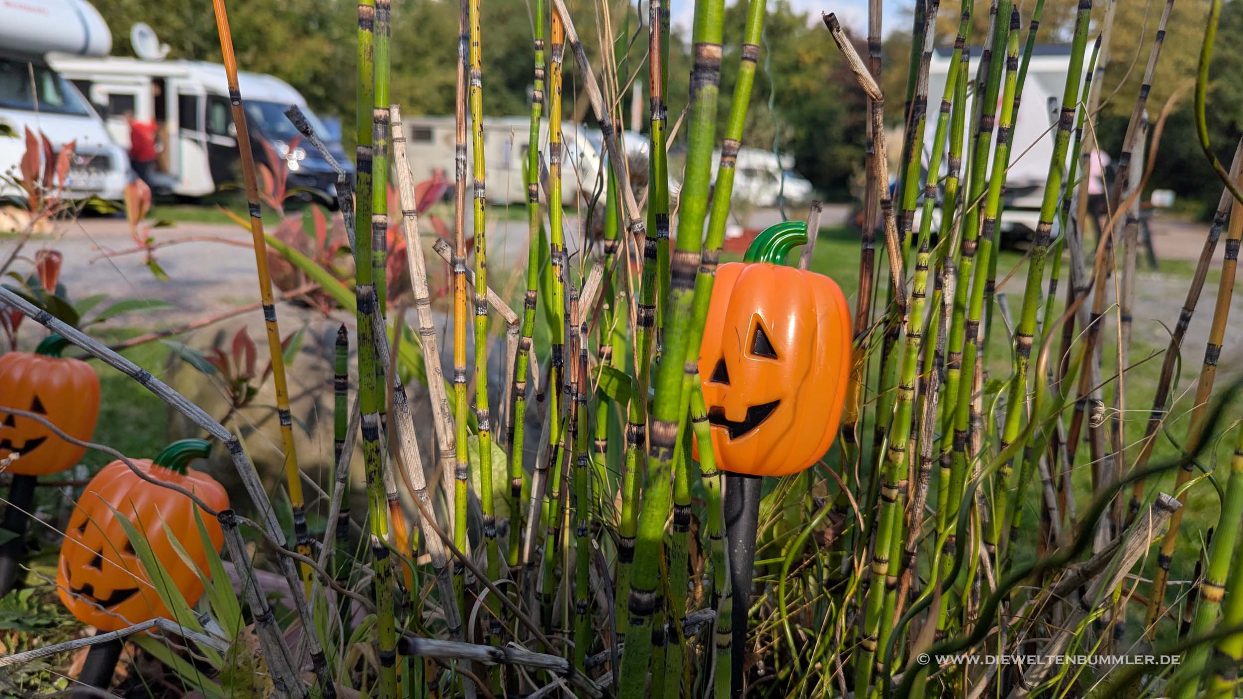 Kürbis für Halloween Kürbis für Halloween