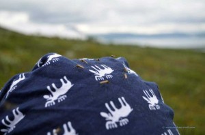 Große Mücken in Finnland