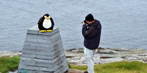 Pingu am Knivskjelodden