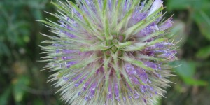 Distel