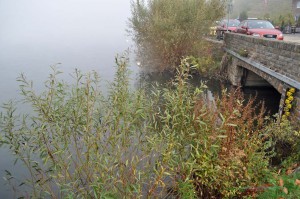 Alkener Bach in die Mosel