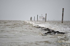 Harle in die Nordsee