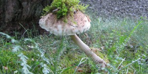 unbekannter Pilz