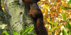 Rombergpark Dortmund