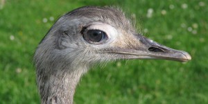 Emu