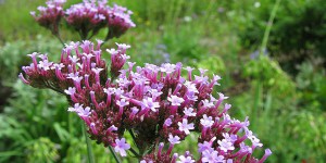 Botanischer Garten Bochum