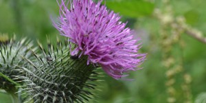 Distel
