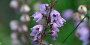 Heidekraut-Besenheide