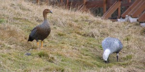 Hochlandgans