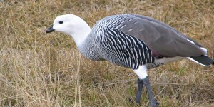 Hochlandgans