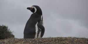 Magellan-Pinguin