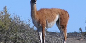 Guanako