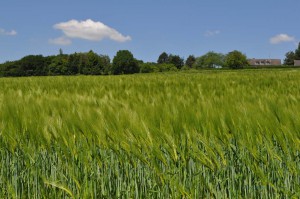 Feld