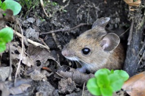 Waldmaus