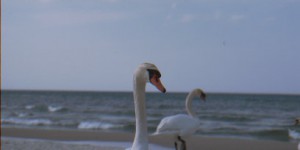Schwan am Strand