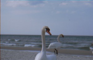 Schwan am Strand