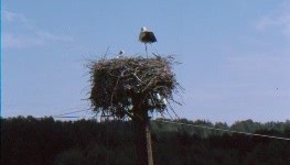 Storchennest