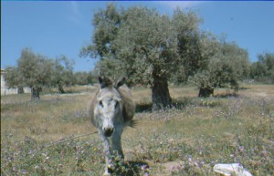 Esel in Griechenland