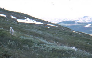 Hardangervidda