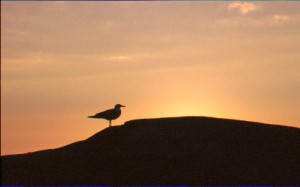 Sonnenuntergang mit Möwe