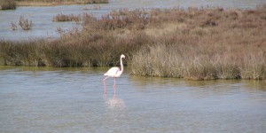 Flamingo in der Camargue