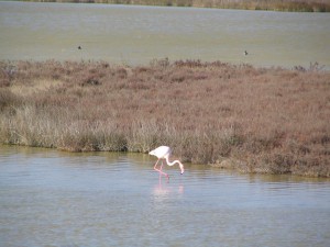 Flamingo in der Camargue