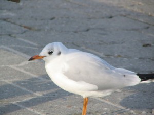 Möwe