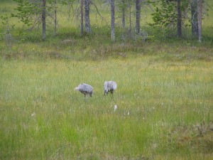 Vogelwelt Lapplands