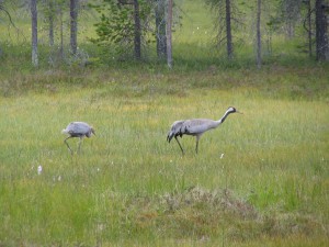 Vogelwelt Lapplands