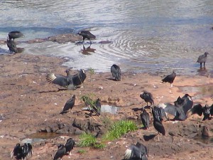 Iguazu-Nationalpark