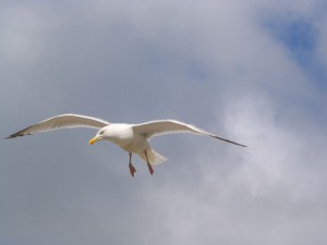 Möwe