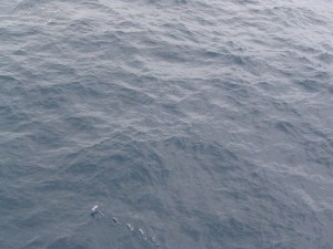 Fliegende Fische