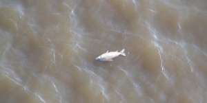 Toter Fisch im Hafenbecken