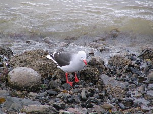 Möwe mit roten Füßen