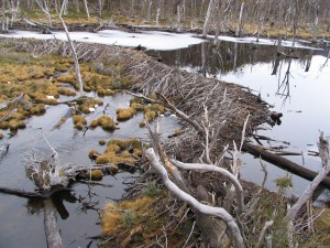 Nationalpark Tierra del Fuego