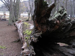 Nationalpark Tierra del Fuego