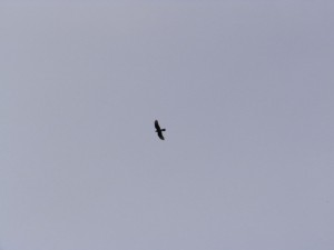 Greifvogel