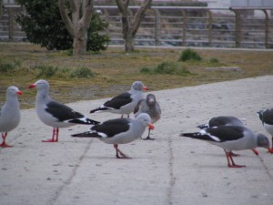 Möwe mit roten Füßen