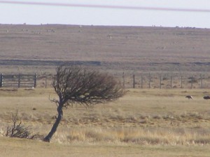 Wind in Patagonien