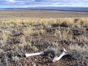 Mit einem Mietwagen durch Patagonien