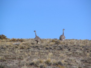 Tiere